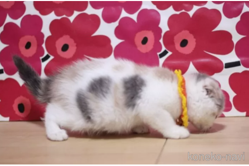 成約済の東京都のスコティッシュフォールド(折れ耳)-96320の6枚目